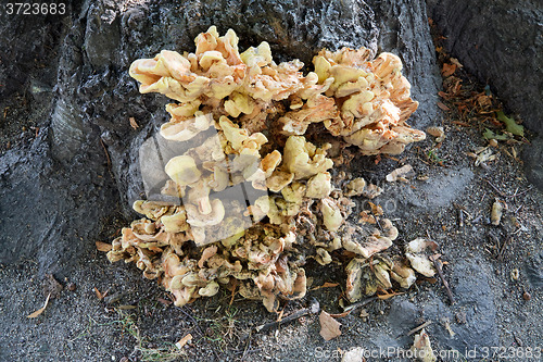 Image of Bracket fungi on tree