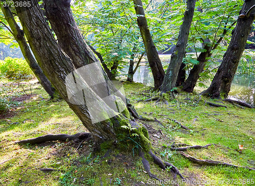 Image of Sprintime in the forest 