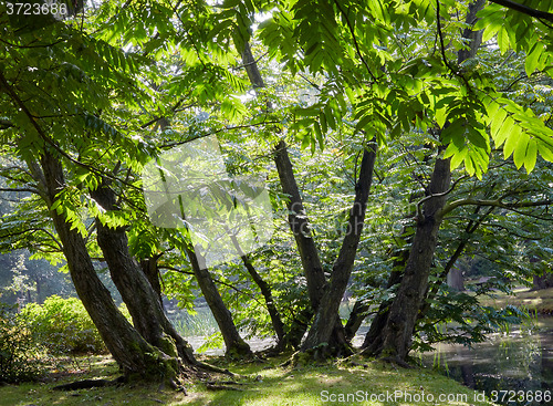 Image of Sprintime in the forest 