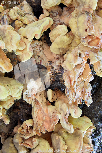 Image of Bracket fungi on tree