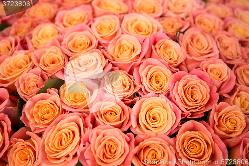 Image of beautiful orange rose