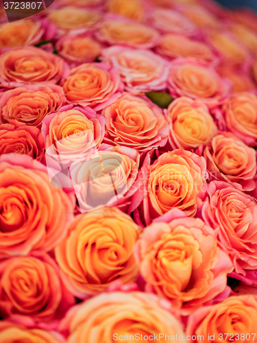 Image of beautiful orange rose