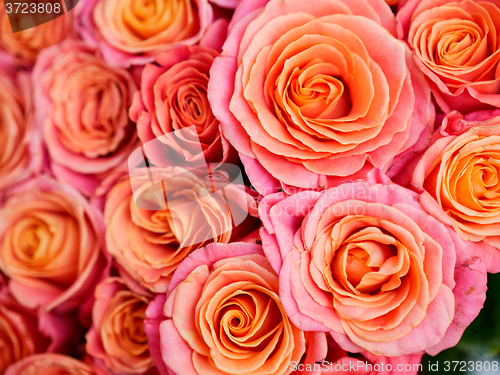 Image of beautiful orange rose