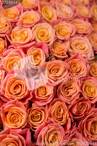 Image of beautiful orange rose