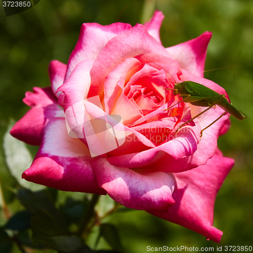 Image of Katydid Tettigonia cantans on a pink rose. 