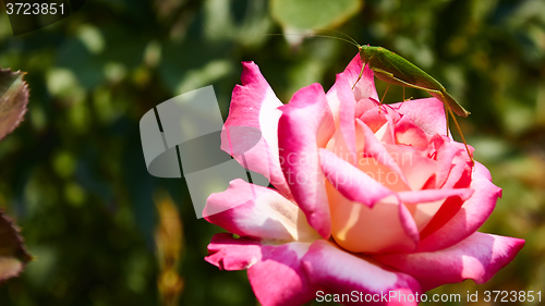 Image of Katydid Tettigonia cantans on a pink rose. 