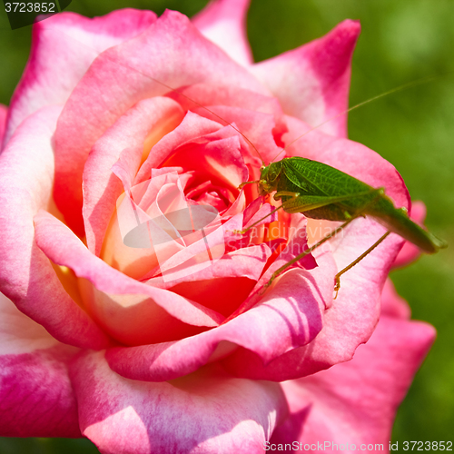 Image of Katydid Tettigonia cantans on a pink rose. 