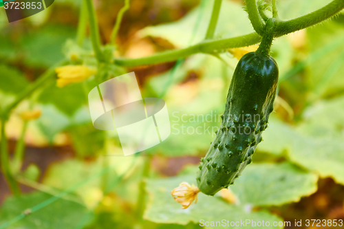 Image of growing cucumbers in the garden