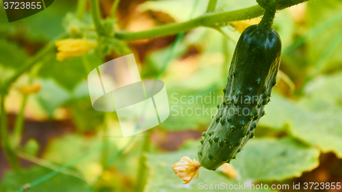 Image of growing cucumbers in the garden