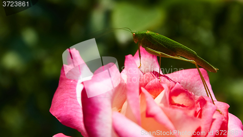 Image of Katydid Tettigonia cantans on a pink rose. 