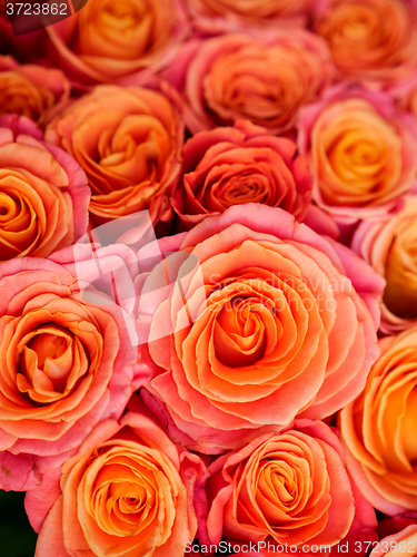 Image of beautiful orange rose