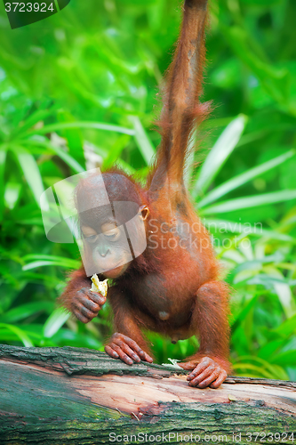 Image of Wild Borneo Orangutan