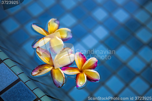 Image of Tropical frangipani flowers floating