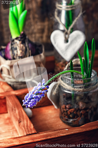 Image of Spring blooming sprouts