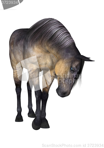 Image of Grulla Horse on White