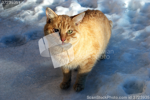 Image of ginger cat standing in in the snow