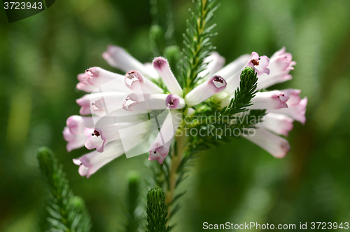 Image of Beautiful purple flowers