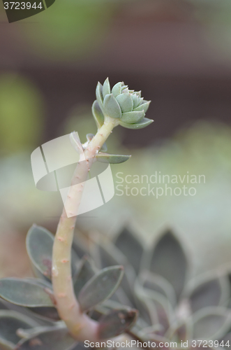 Image of Sedeveria plant in the early days of spring.