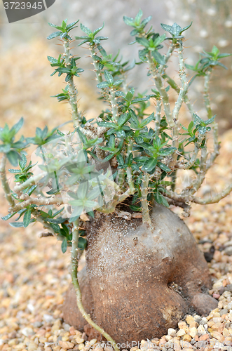 Image of Fockea edulis plant