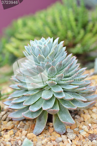 Image of Miniature succulent plants