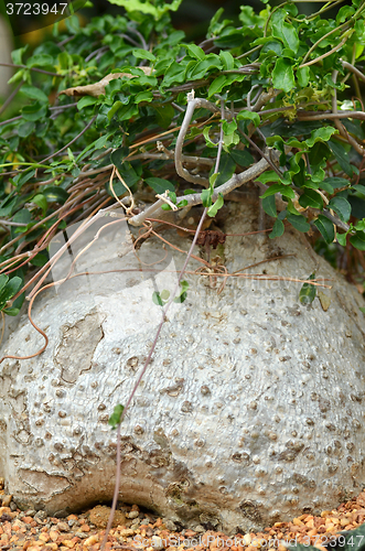 Image of Fockea edulis plant