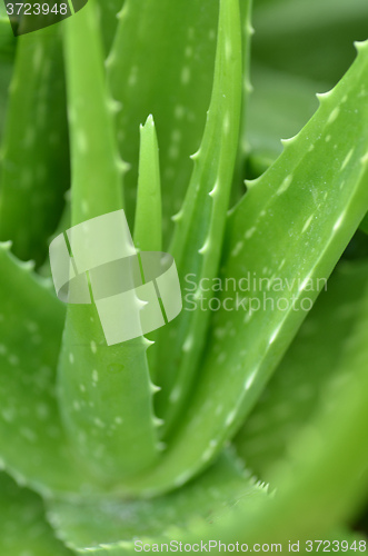 Image of Aloe vera plate