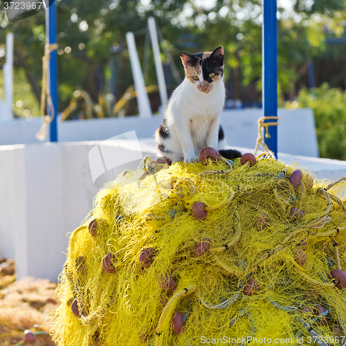 Image of Cat and fishing net