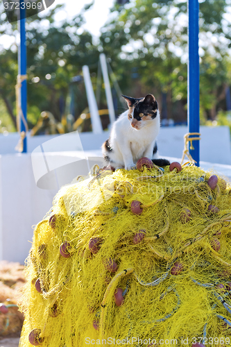 Image of Cat and fishing net