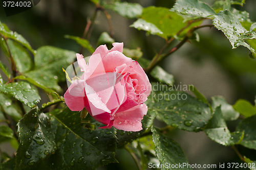 Image of pink rose