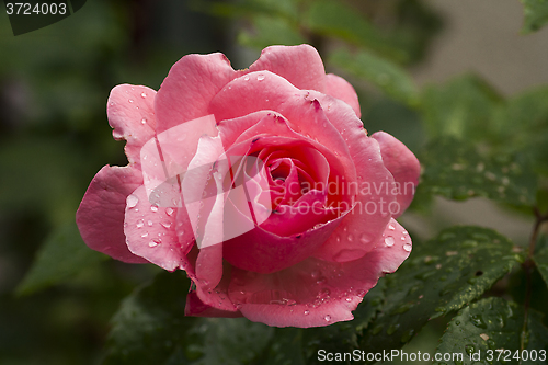 Image of pink rose