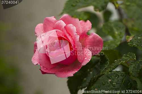 Image of pink rose