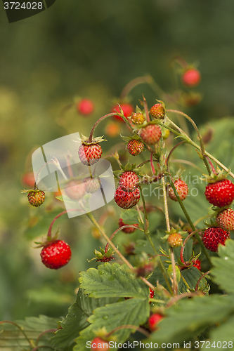 Image of wild strawberries