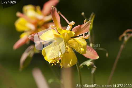 Image of columbine