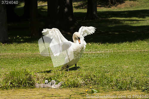 Image of posing swan