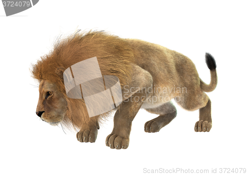 Image of Male Lion on White