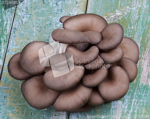 Image of Oyster Mushrooms