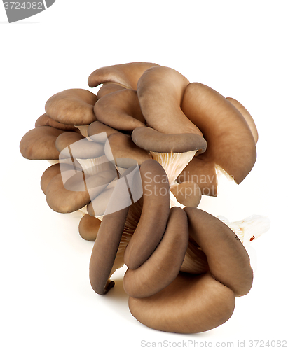 Image of Raw Oyster Mushrooms