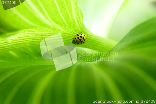 Image of Green leaf background