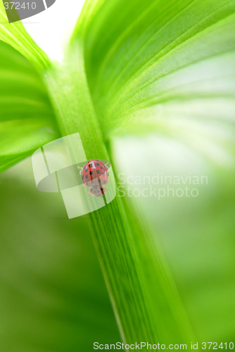 Image of Green leaf background