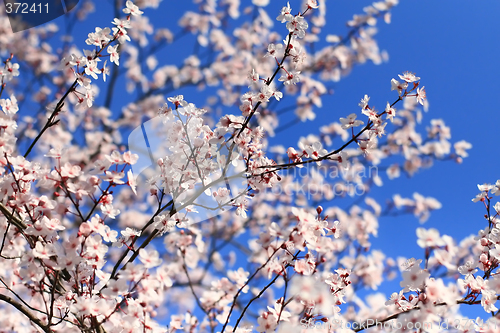 Image of Cherry blossom