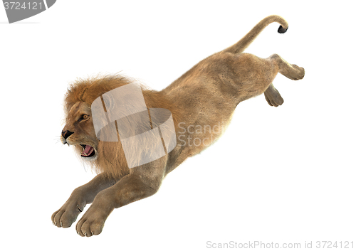 Image of Male Lion on White