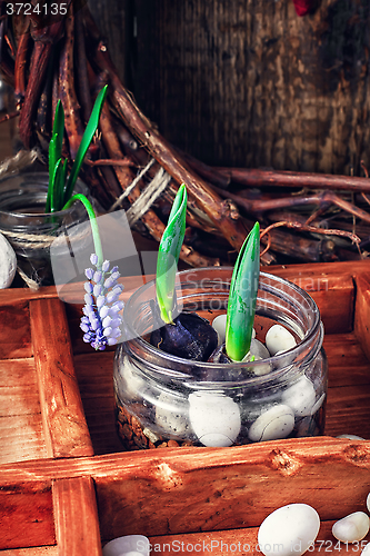 Image of Spring blooming sprouts