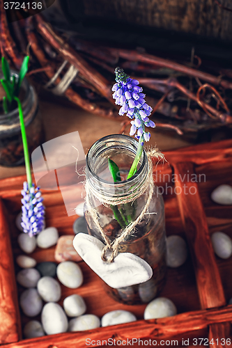 Image of Spring blooming sprouts