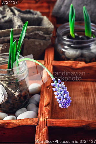 Image of Spring blooming sprouts