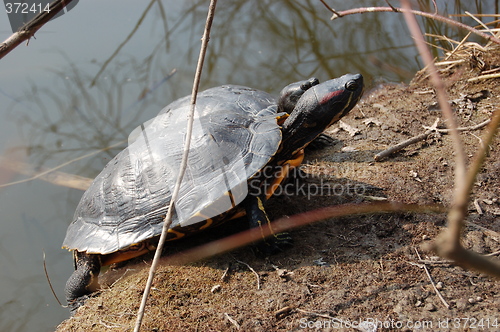 Image of turtles