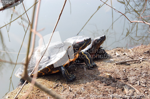 Image of turtles