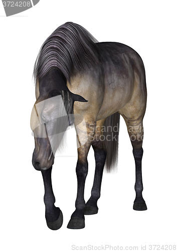 Image of Grulla Horse on White