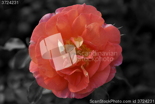 Image of Rose Colorkey