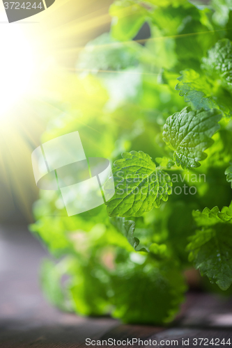 Image of Green fresh melissa leaves