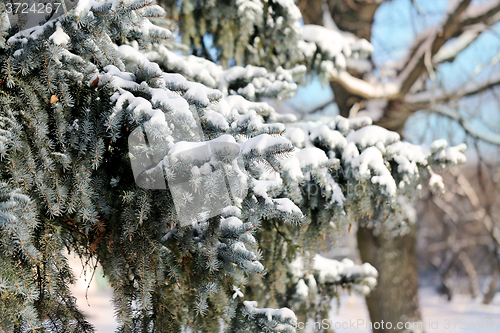 Image of  needles of spruce tree